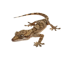 A small gecko lizard with detailed skin texture on a white background