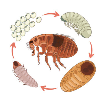 Illustration of the flea life cycle with eggs larva pupa and adult stages
