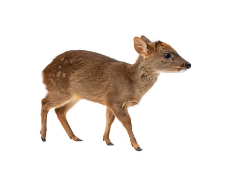 A full length portrait of a small brown muntjac deer standing isolated against a clean white background