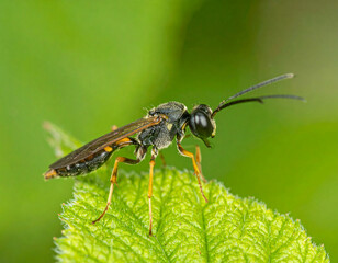 Ichneumon wasp resting on leaf with detailed wings and legs in natural habitat