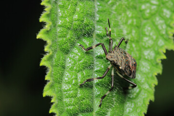 Halyomorpha Halys insect macro photo	