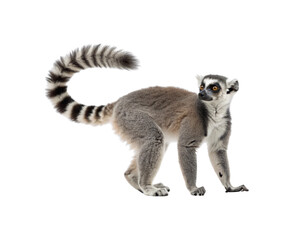 Obraz premium A full-length ring-tailed lemur standing in profile, isolated on a clean white background