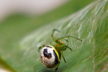 Entomological Study: Leaf Habitat