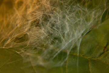 Neural network concept