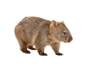 Fototapeta premium Full body portrait of a cute, furry wombat, a native Australian marsupial, standing on a pristine white background in a studio setting