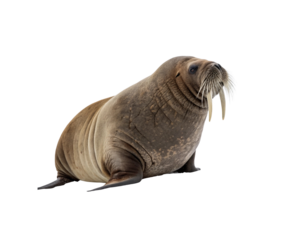 A large, majestic walrus with prominent tusks, isolated on a clean white background