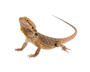 Obraz premium Bearded Dragon Lizard A Detailed Look at this Popular Pet Reptile