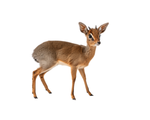 Full body portrait of a cute Kirk's dik-dik standing isolated on a pristine white background