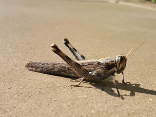 grasshopper on the ground