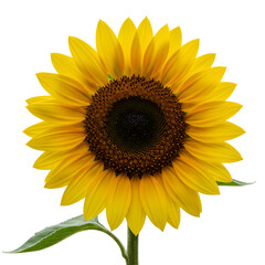 Obraz premium sunflower isolated on white