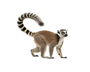 Ring-tailed Lemur Portrait A captivating studio shot of the Madagascar primate