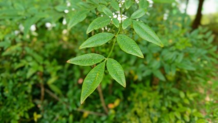Close up of a green leaves