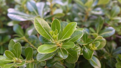 Close up of a green leaves