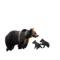 Fototapeta premium female-eurasian-brown-bear-and-her-cubs-in-boreal (1)