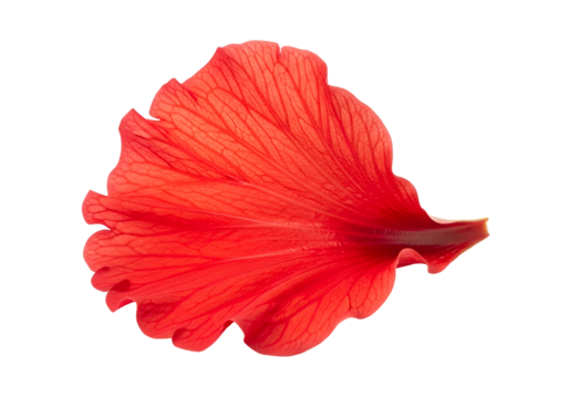 Close-up view of a vibrant red hibiscus petal, showcasing intricate vein patterns against a stark black background.