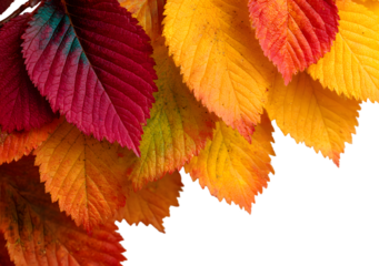 Beautiful yellow,red,orange foliage isolated. Natura background. Border frame f colorful leaves. Vibrantfall colors