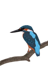 Colorful Kingfisher Bird Illustration on Branch PNG