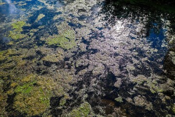 Green algae growing on dark water surface texture
