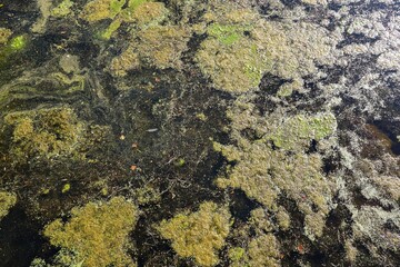 Green algae forming thick layer on swamp water surface