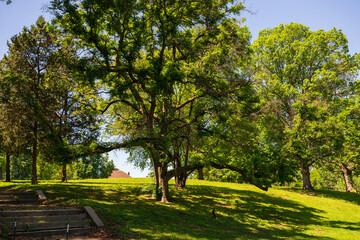 trees in the park