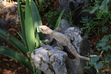 Decorative lizard among plants in the garden