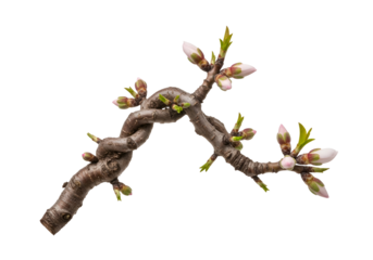 A twisted branch of an almond tree adorned with delicate pink flower buds and emerging leaves against a striking black backdrop.
