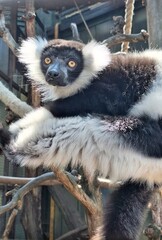 ring tailed lemur