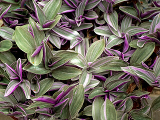 Tradescantia zebrina plant close-up - Purple and green striped leaves background