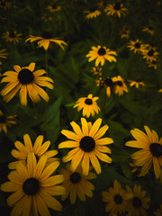 Black-eyed Susan (Rudbeckia hirta) flowers with dark dramatic background,