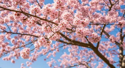 Fototapeta premium Pink Cherry Blossoms Spring Bloom. (2)