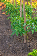Tomato seedlings growing in the garden. Selective focus.