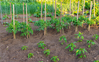 Tomato seedlings growing in the garden. Selective focus.