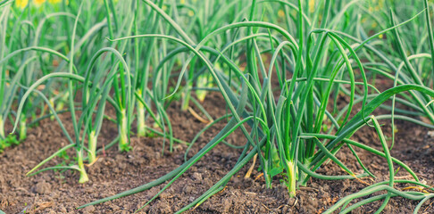 Onion seedlings growing in the garden. Selective focus.