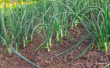 Onion seedlings growing in the garden. Selective focus.