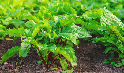 Beet seedlings grow in the garden. Selective focus.
