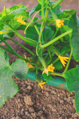 cucumber growing in the garden. Selective focus.
