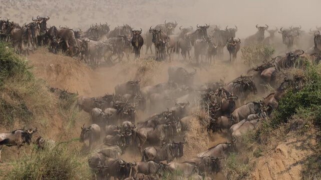 The great migration of wildebeest and zebra over the Mara River in Africa