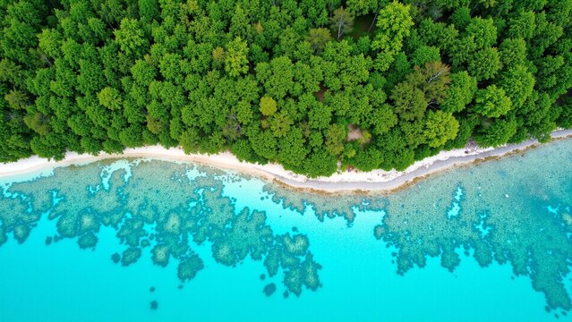 Aerial view of the blue sea forest