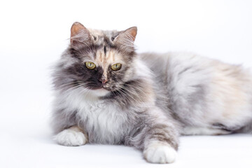 German Longhair cat with blue tortie smoke coat posing in studio on white background