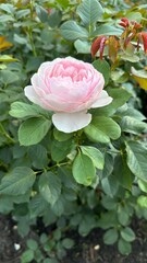 Pink rose flowers grows on a bush against the background of garden. Background. Summer vibes. Close view. Green Leaves. Natural Flora, terraced bed. Bloom greenery. In a meadow in the park