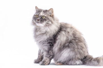 German Longhair cat with blue tortie smoke coat posing in studio on white background