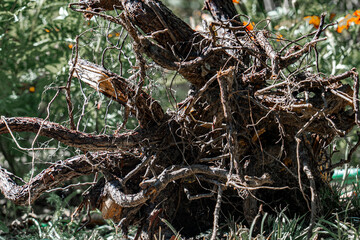 An old stump of a rotten tree in the garden