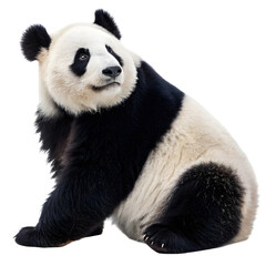 giant-panda-isolated-on-whit