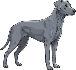 Obraz premium Blue Lacy dog standing side profile view vector illustration