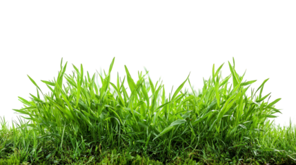 A lush patch of vibrant green grass with dew drops, isolated on a clean transparent background, perfect for nature and environmental themes