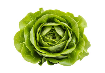 Obraz premium A vibrant, close-up view of a head of fresh, green lettuce, showcasing its delicate layers and rich color against a stark black background.