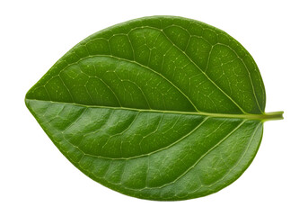 Obraz premium Close-up view of a vibrant green leaf, showcasing intricate vein patterns against a stark black backdrop.