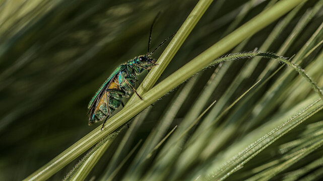 Cantharide on the grass, macro shot