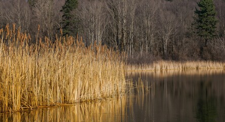 Golden Reeds by Still Waters, a Natural Landscape with Textural Contrast.