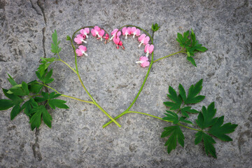 Bleeding heart stems arranged in the shape of a heart. 